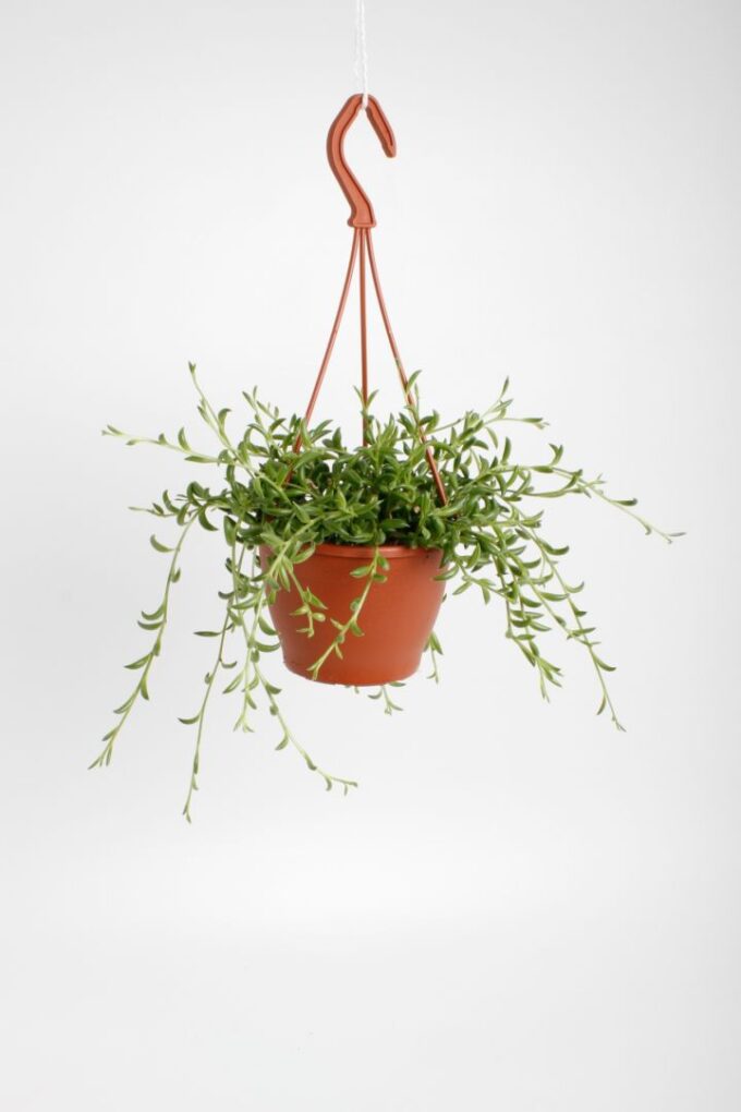 Senecio Radicans String of Bananas