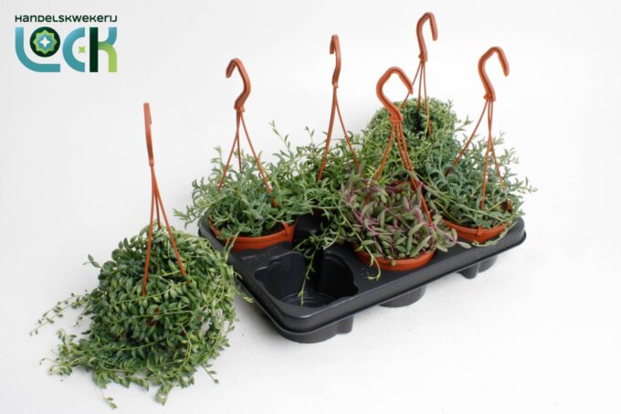 Senecio Mix