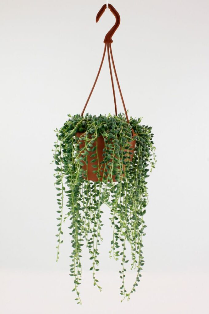Senecio Herreianus