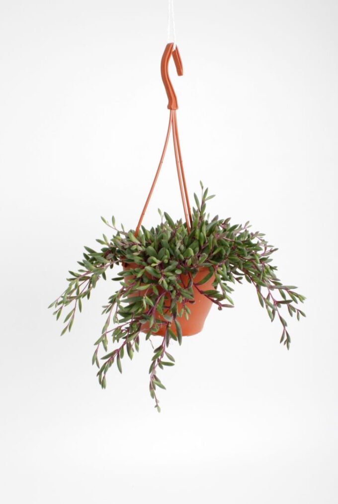 Senecio Royal Flush