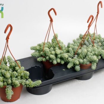 Sedum Burrito