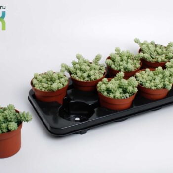 Sedum Burrito
