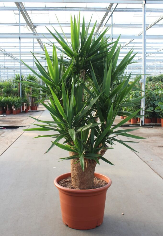 Yucca Elephantipes