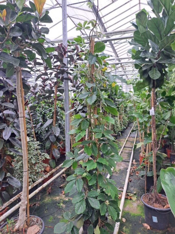 Tetrastigma Voinierianum