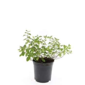 Spiraea decumbens