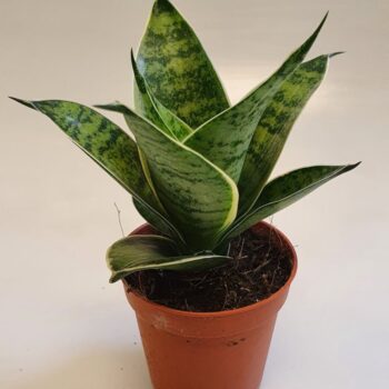 Sansevieria Hahnii Silver