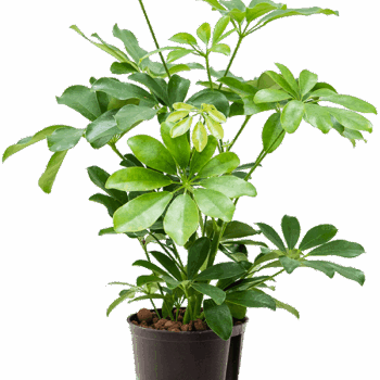 Schefflera arboricola 'Luseana' 2pp