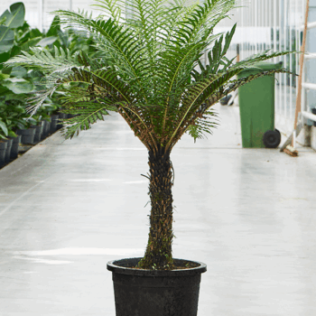 Blechnum gibbum (90-110) Stem