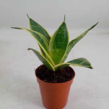 Sansevieria Super Hahnii