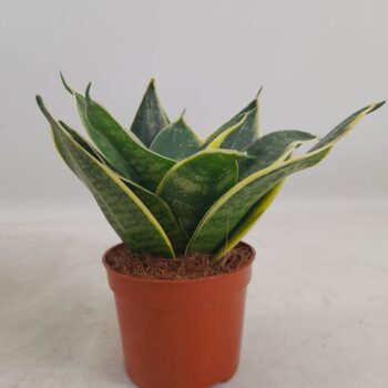 Sansevieria Super Hahnii