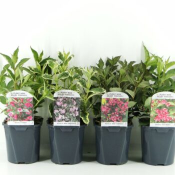 Weigela mix