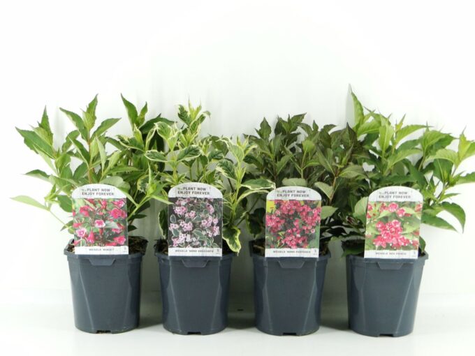 Weigela mix