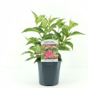 Weigela Red Prince