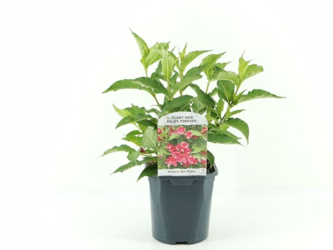Weigela Red Prince
