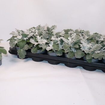 Senecio Silverdust