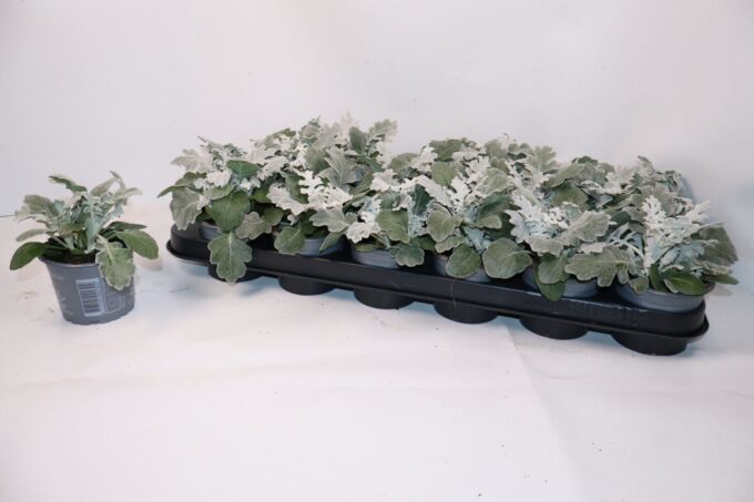 Senecio Silverdust