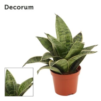 Sansevieria Silver Hahnii