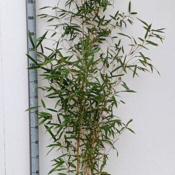 Phyllostachys Aurea