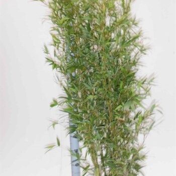 Phyllostachys Aurea