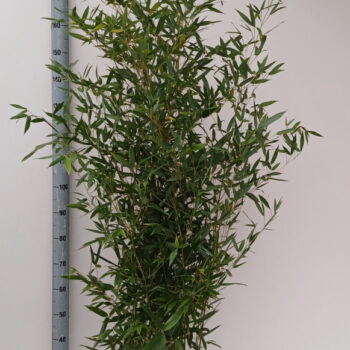 Phyllostachys Aurea