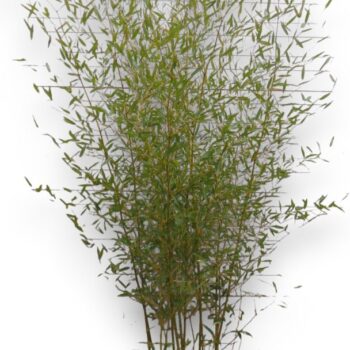 Phyllostachys aurea
