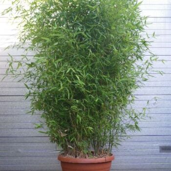 Phyllostachys Aurea