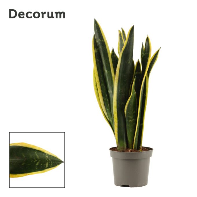 Sansevieria Black Gold