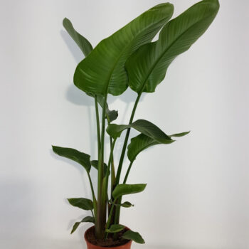 Strelitzia nicolai 21 cm 3 pp