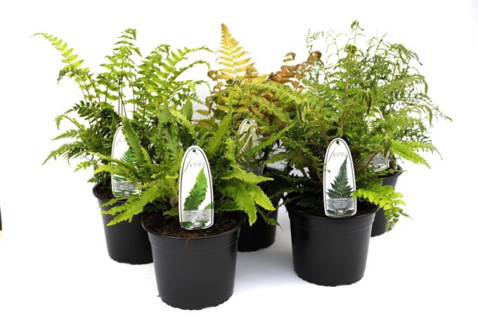 Athyrium 'Exterior Ferns winterhard'