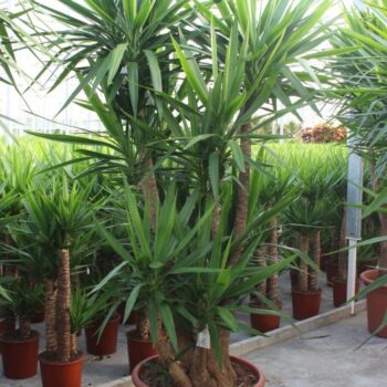 Yucca elephantipes