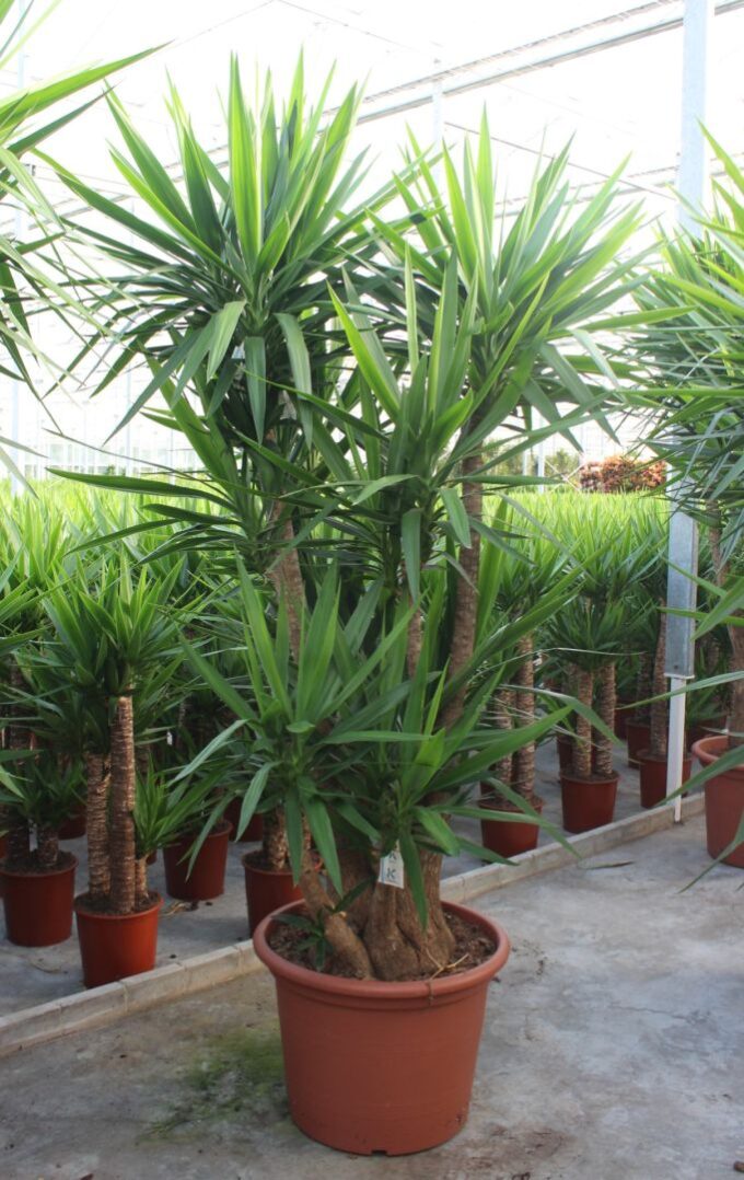 Yucca elephantipes