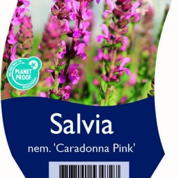 Salvia nem. 'Caradonna Pink'
