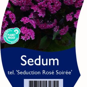 Sedum tel. 'Seduction Rosé Soirée'