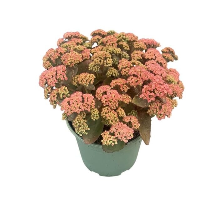 Sedum Seduction 'Rose Soiree'