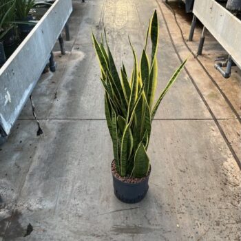 Sansevieria laurentii