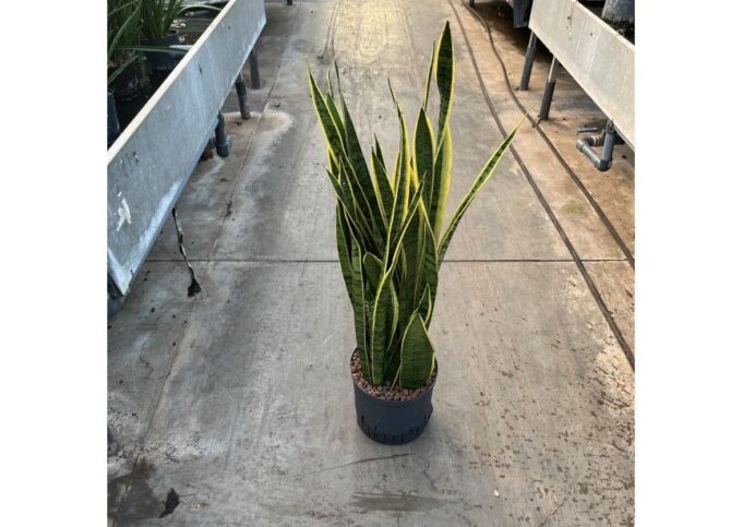 Sansevieria laurentii