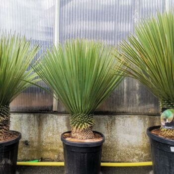 yucca rostrata
