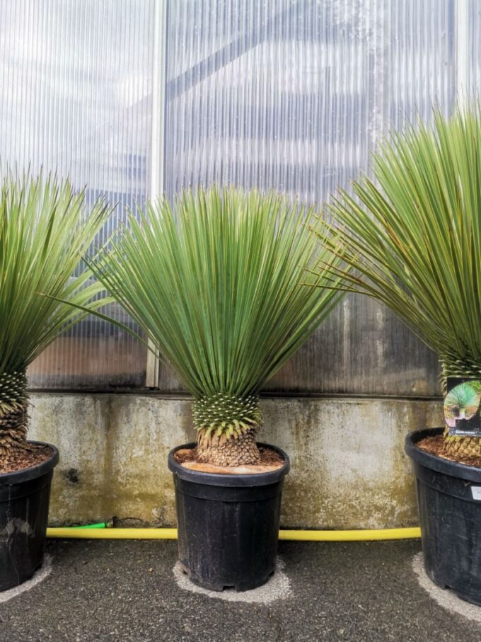 yucca rostrata