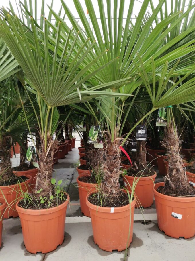 Trachycarpus Fortunei