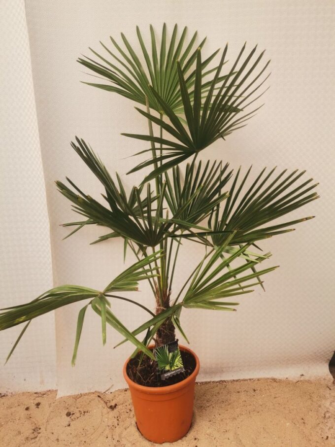 trachycarpus fortunei