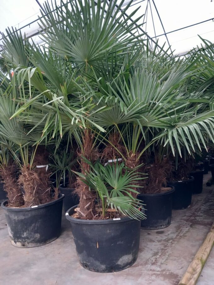 Trachycarpus Fortunei