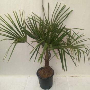 Trachycarpus Fortunei