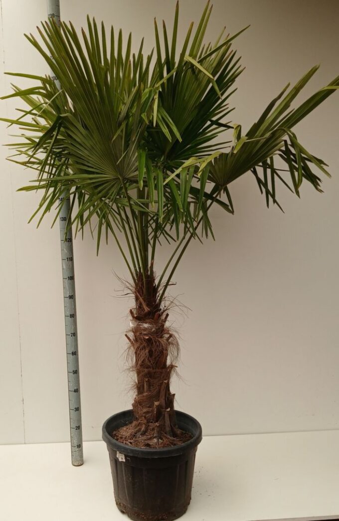 Trachycarpus Fortunei
