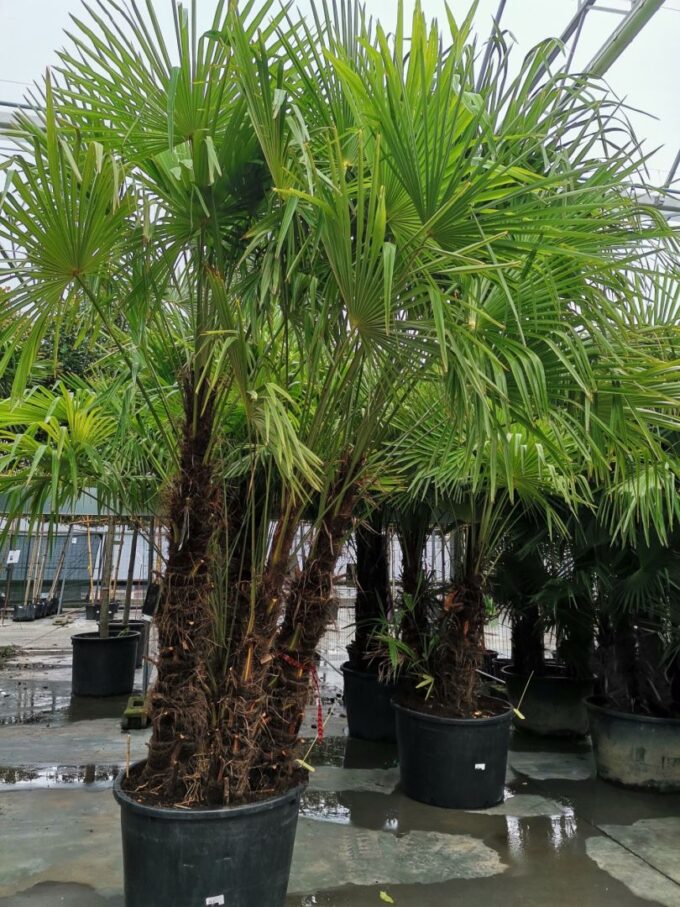 Trachycarpus Fortunei