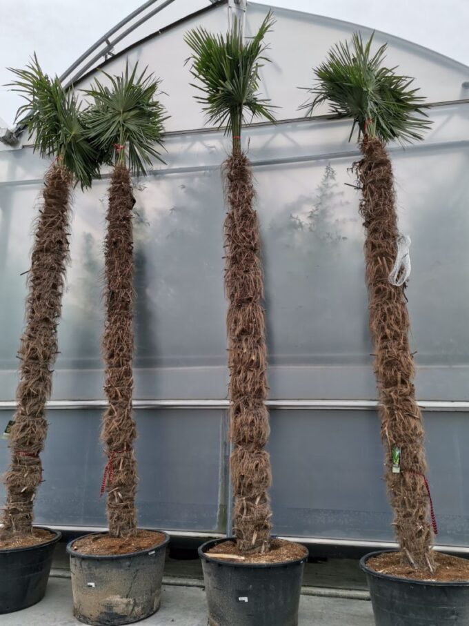 Trachycarpus Fortunei