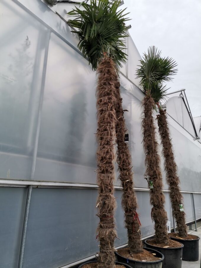 Trachycarpus fortunei