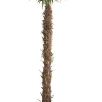 Trachycarpus Fortunei