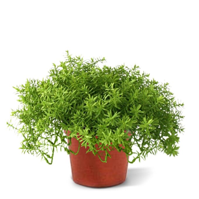 Senecio vetplant