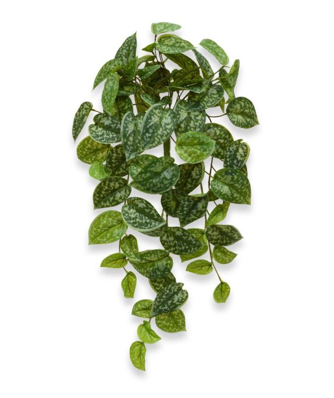 Scindapsus Pictus kunst hangplant