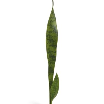 Sanseveria kunstplant  steker